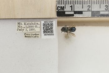 Media type: image;   Entomology 795055 Aspect: Labels